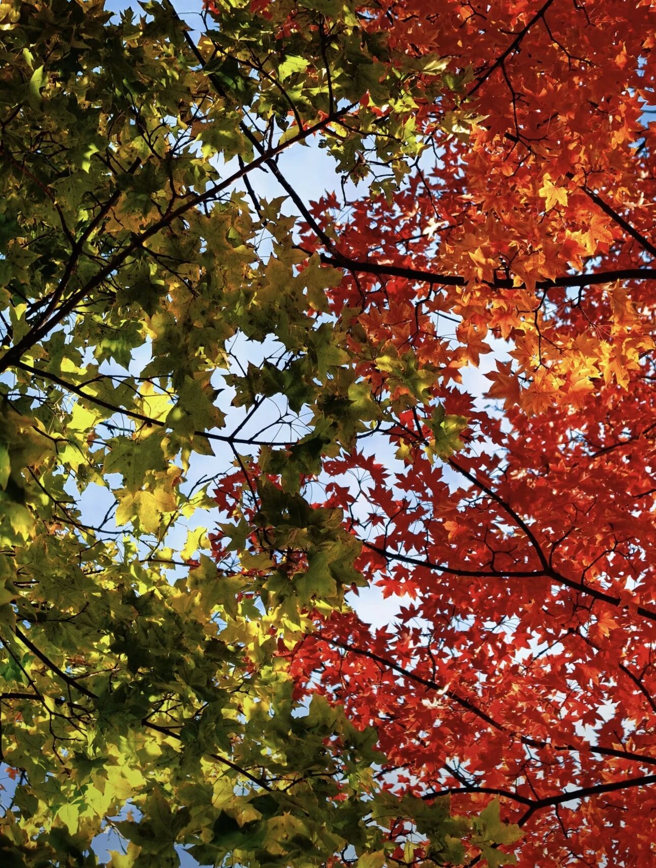 微信图片_2025-11-19_155521_580